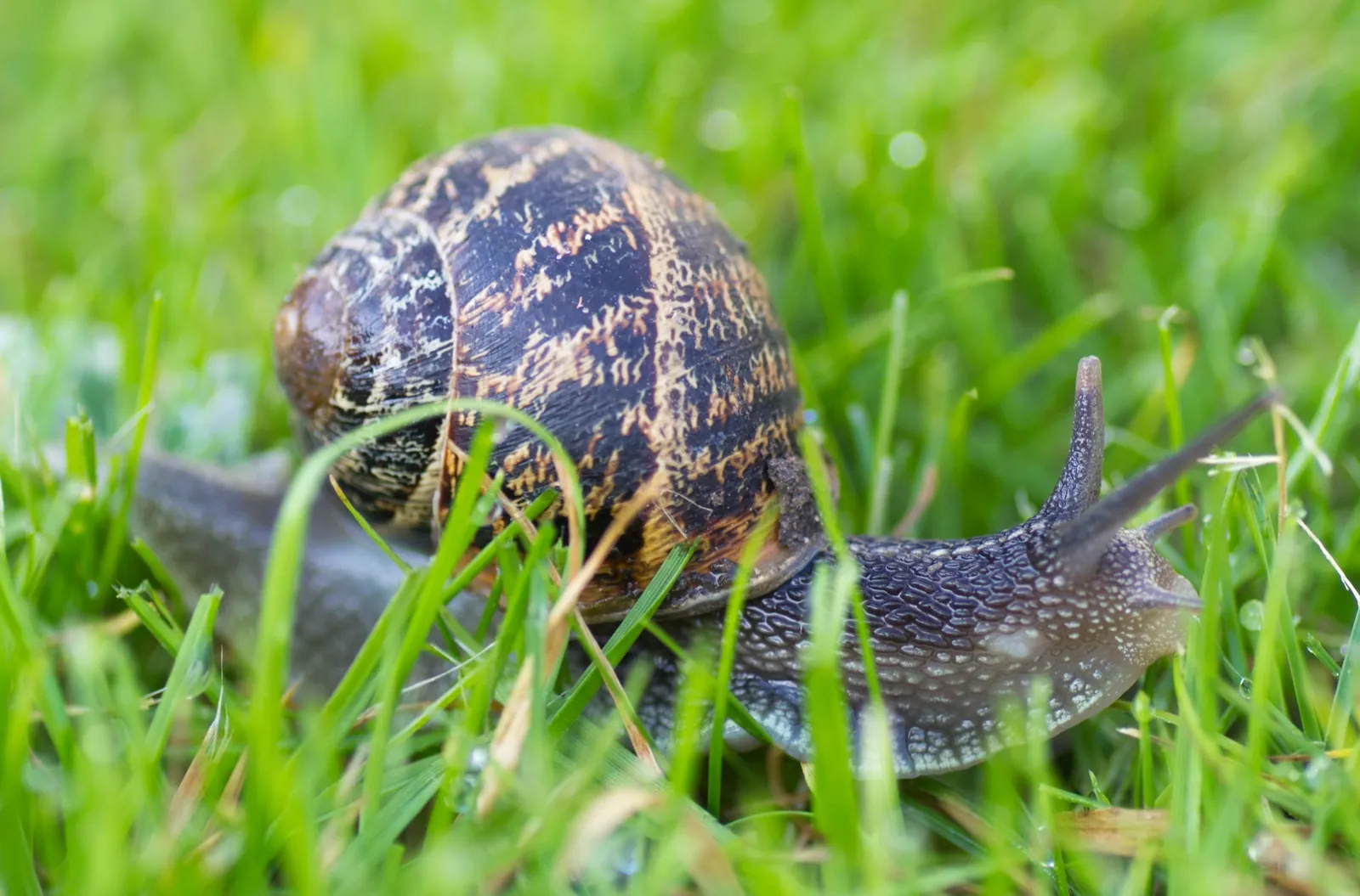 Your Garden Ecosystem The Role of Snails